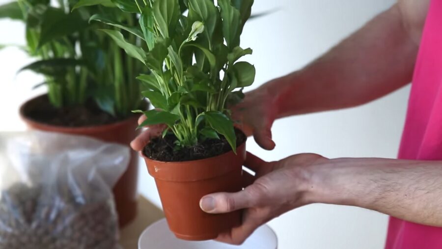 Квітникарі розповіли, як врятувати засихаючий спатифілум