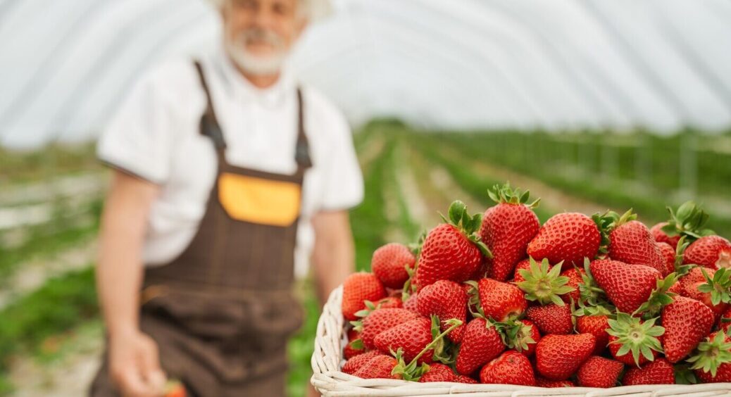 Агроном з 35-річним стажем назвав 3 способи підвищити врожайність полуниці: більше не купую ягоди на ринку 