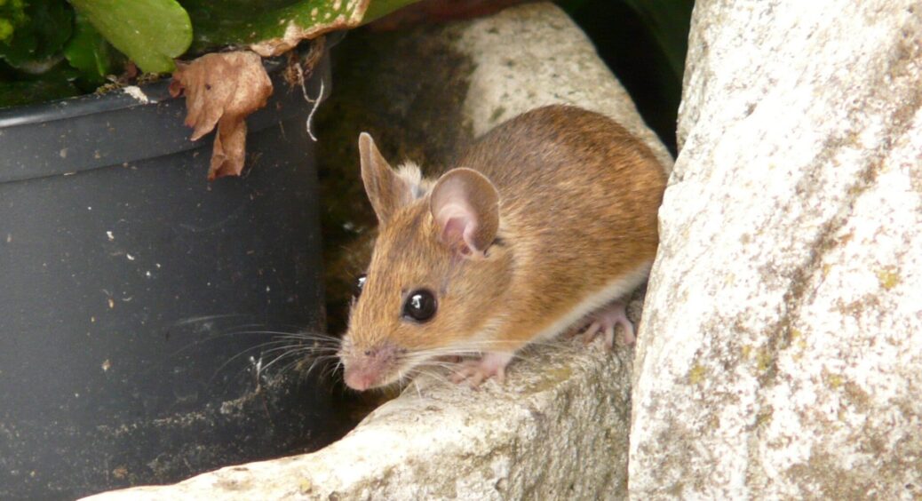 Мишей більше немає в будинку: 1 трюк восени допоможе назавжди прогнати неприємних гризунів – 0% мишоловок 