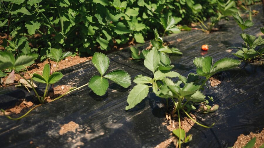 Садівники розповіли, чи можна змішувати різні види добрив
