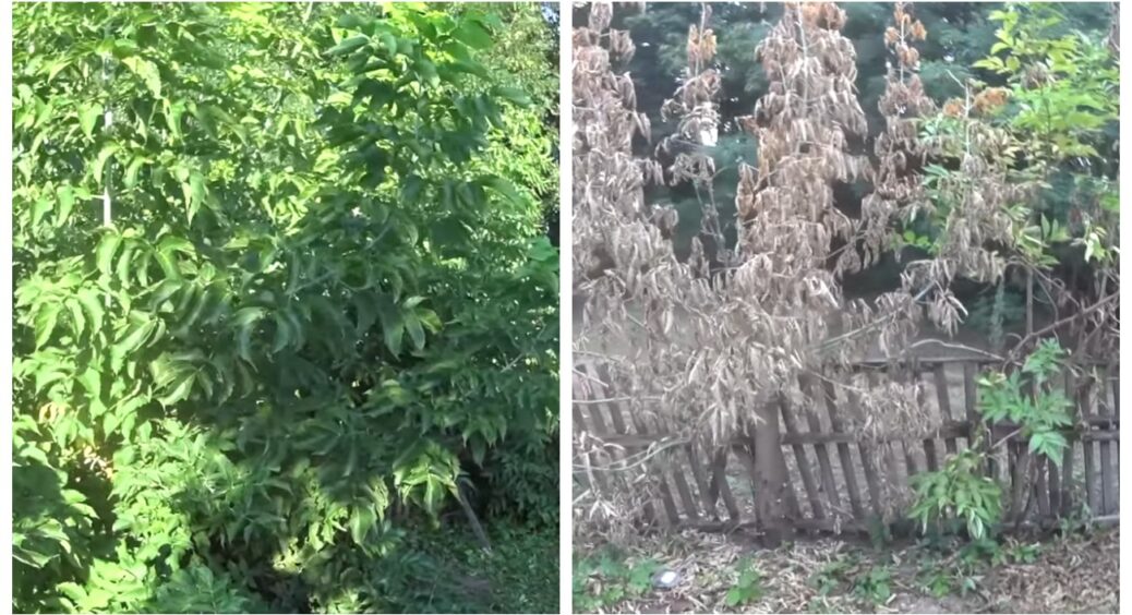 Дерев’яні бур’яни на ділянках та поросль від них: поділюсь, як назавжди позбутися цього непотребу 