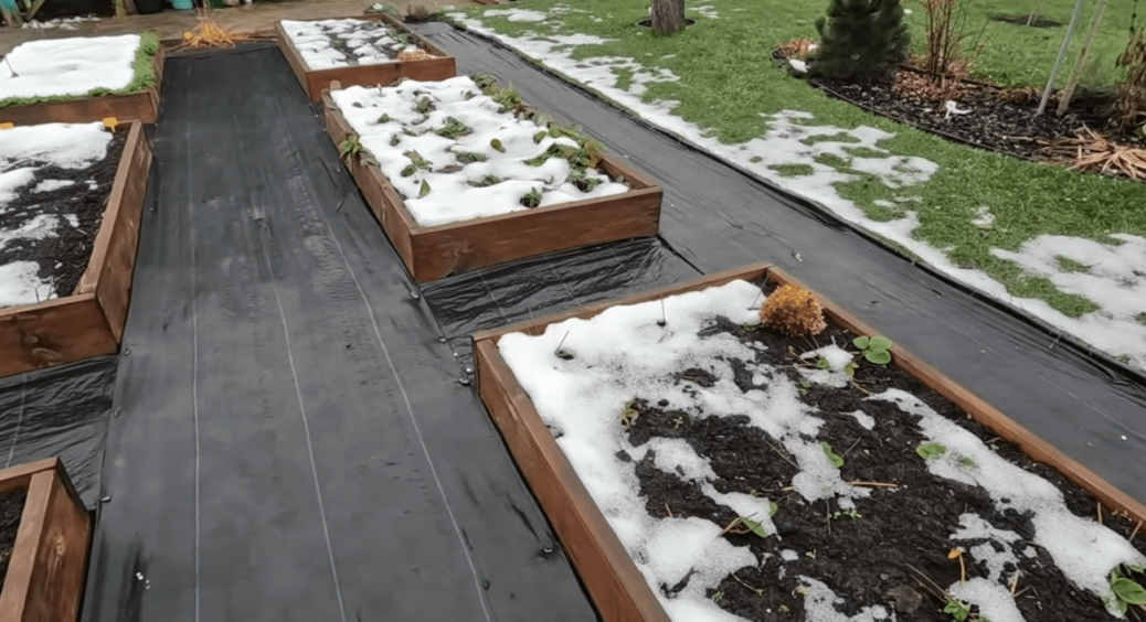 Не була на дачі з осені і те, що побачила, не сподобалось: на що звернути увагу у перший місяць зими 