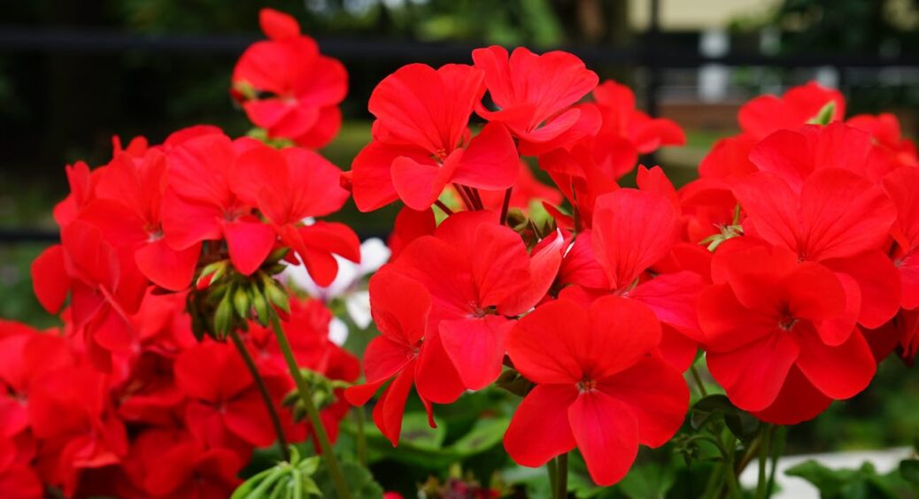 Шпилька для герані: цей трюк не від модниць, а від досвідчених флористів застосовуйте, якщо квітка капризує 