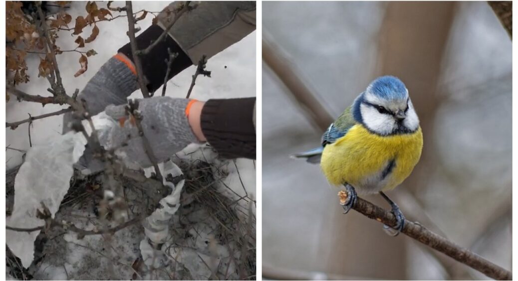 Не сидіть у грудні, склавши руки, і тоді зрадієте навесні: що потрібно зробити у саду в останній місяць року 