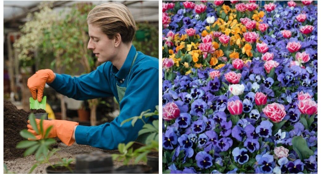 Баба Галя 40 років вирощує квіти і зробила мені шпаргалку: які рослини сіяти в лютому – записуйте швидше 