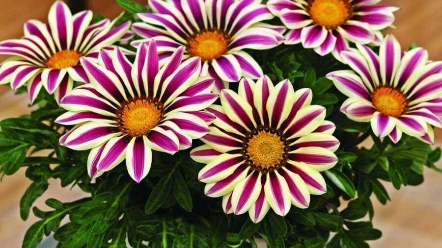 Садівники-експерти розповіли, яку квітку можна посадити на ділянці, якщо не хочете за нею доглядати