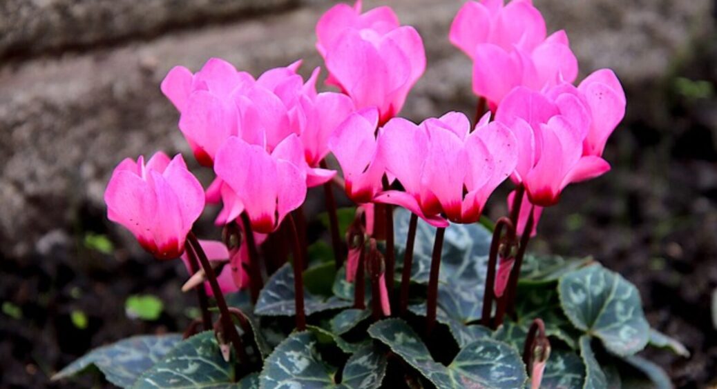 Після цієї підкормки цикламен буде “гнутись” від бутонів: її активно використовують у квіткових магазинах 