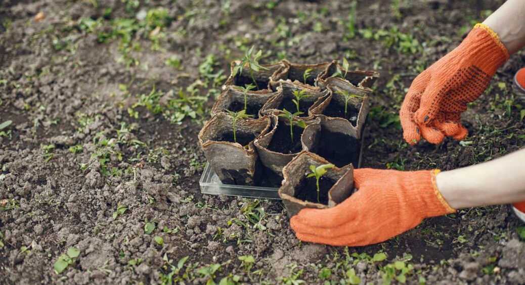 Томати завжди сію “за розкладом” — і хоч вірте, хоч не вірте, завжди збираю повні відра: найкращі дні у 2026 