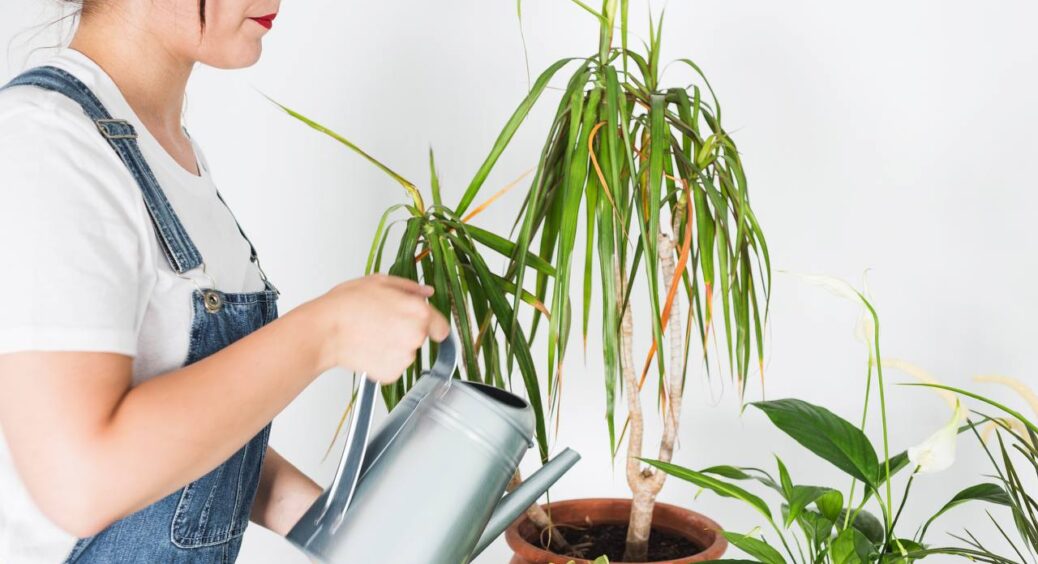 Підслухала у черзі за молоком, як правильно поливати кімнатні рослини взимку: 6 універсальних правил 