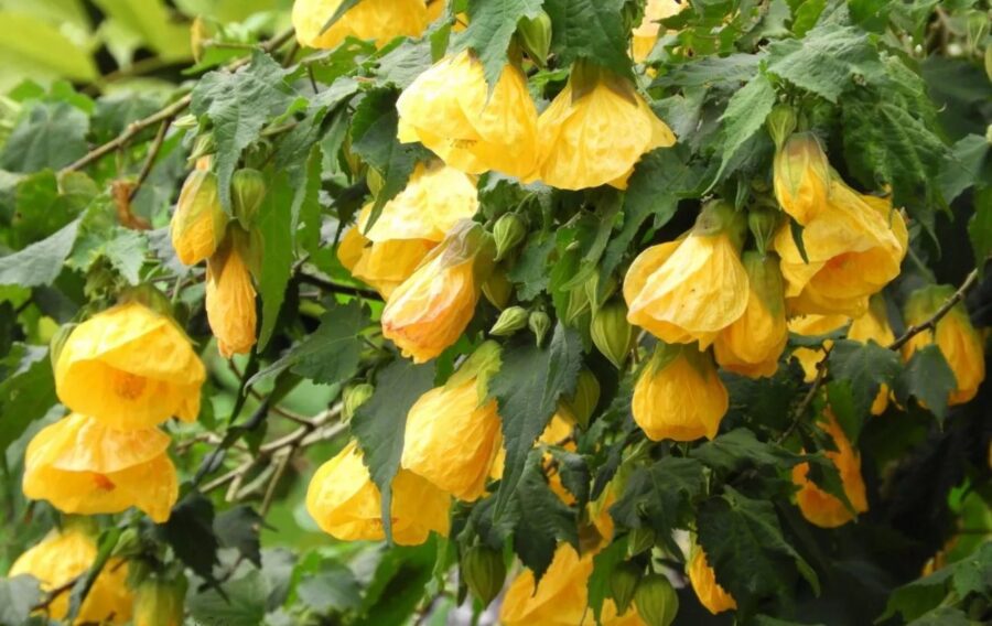 Садівники розповіли, як правильно посіяти насіння квітки абутилон у січні для красивого цвітіння