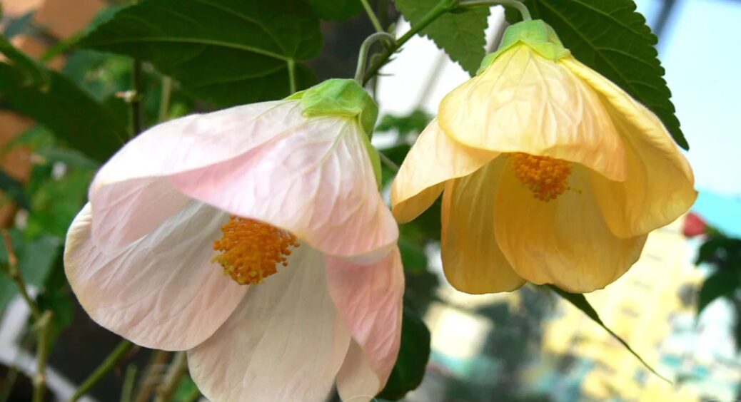 У січні кинула в ґрунт дрібку насіння – до 8 березня у горщику квітуча рослина: яскраві бутони всі 365 днів 