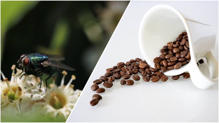 Господині розповіли, як легко позбутися від настирливих комах