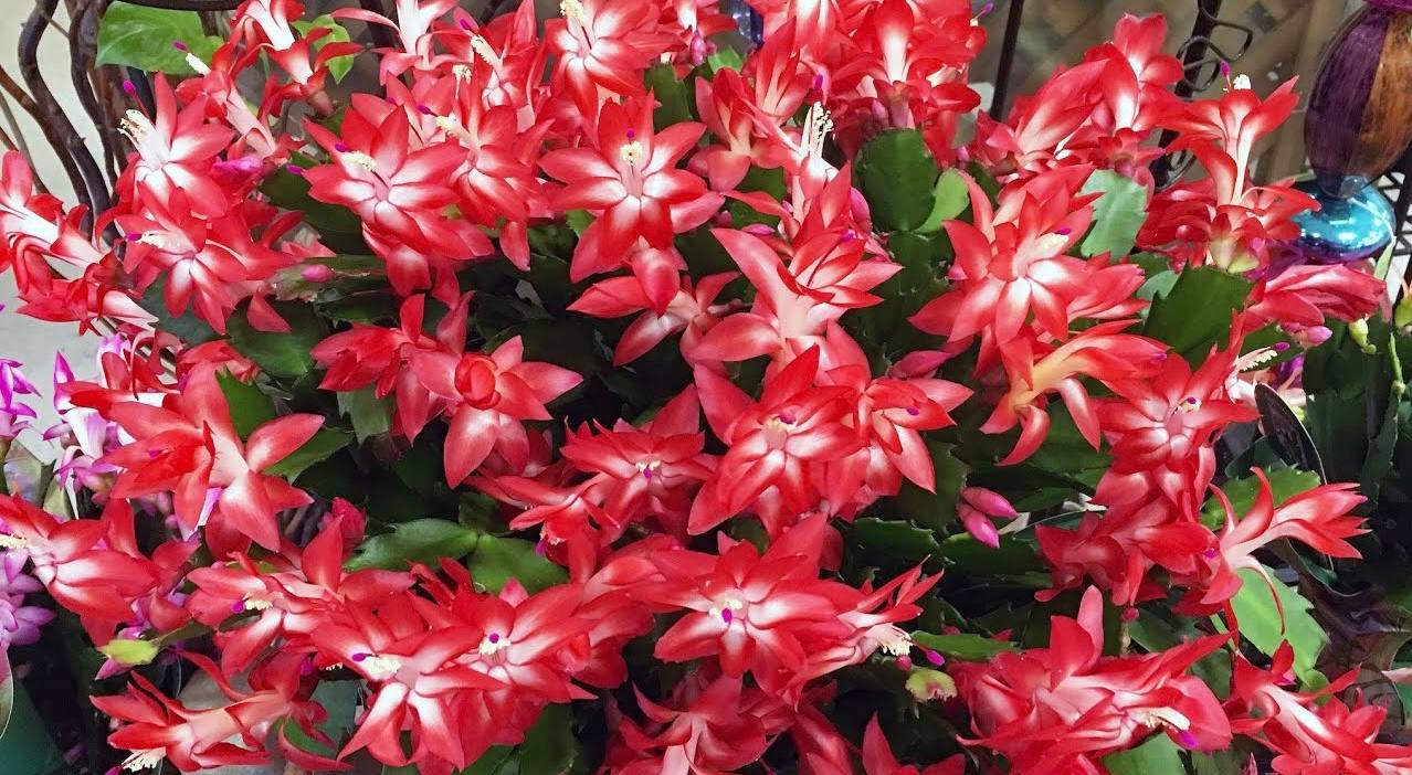 Городники назвали секрети догляду за декабристом