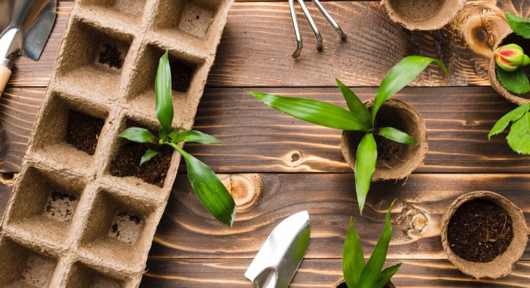 Додаю це при посадці насіння – і забуваю про добрива: розсада вмить стає міцною та потужною, як молоді дубки 