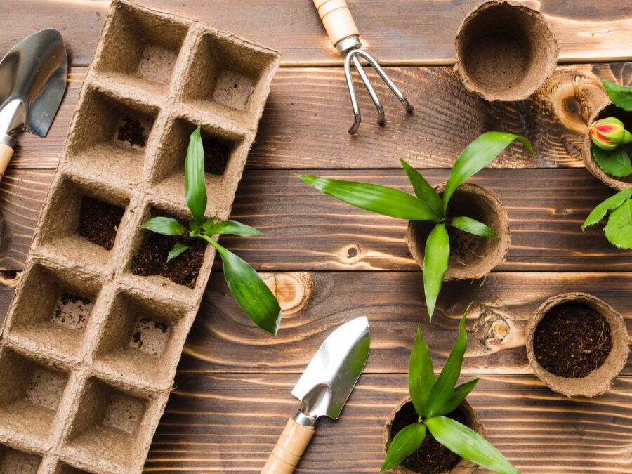 Садівники розповіли, що додати при посадці насіння, щоб розсада була міцною