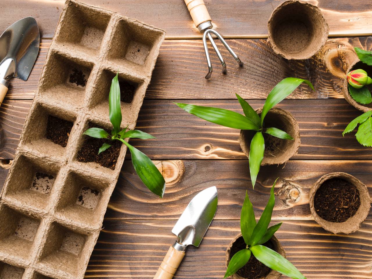 Садівники розповіли, що додати при посадці насіння, щоб розсада була міцною