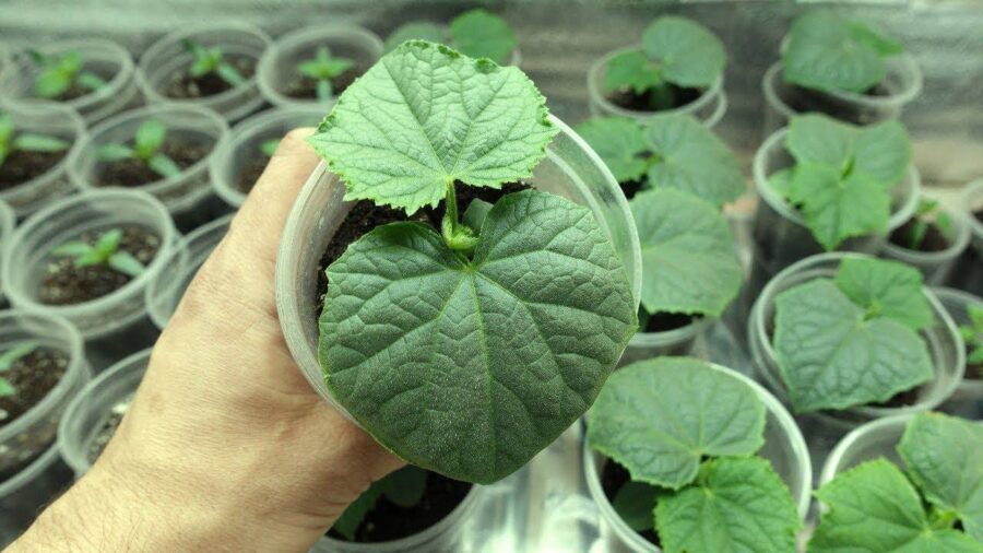 Городники розповіли, як запобігти розвитку чорної ніжки на розсаді огірків