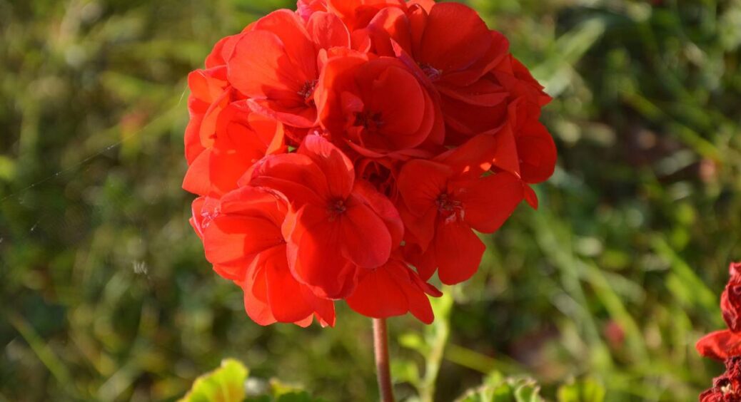 Додаю одну крихту в горщик – і бутони герані лізуть навіть на молодих живцях! Рецепт 1 “дармового” засобу 