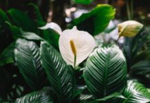 Спатифілум весь пожовк – думала все: але зробила 1 річ – через місяць не впізнала зеленющий вазон Господині розповіли, як доглядати за спатифілумом в січні