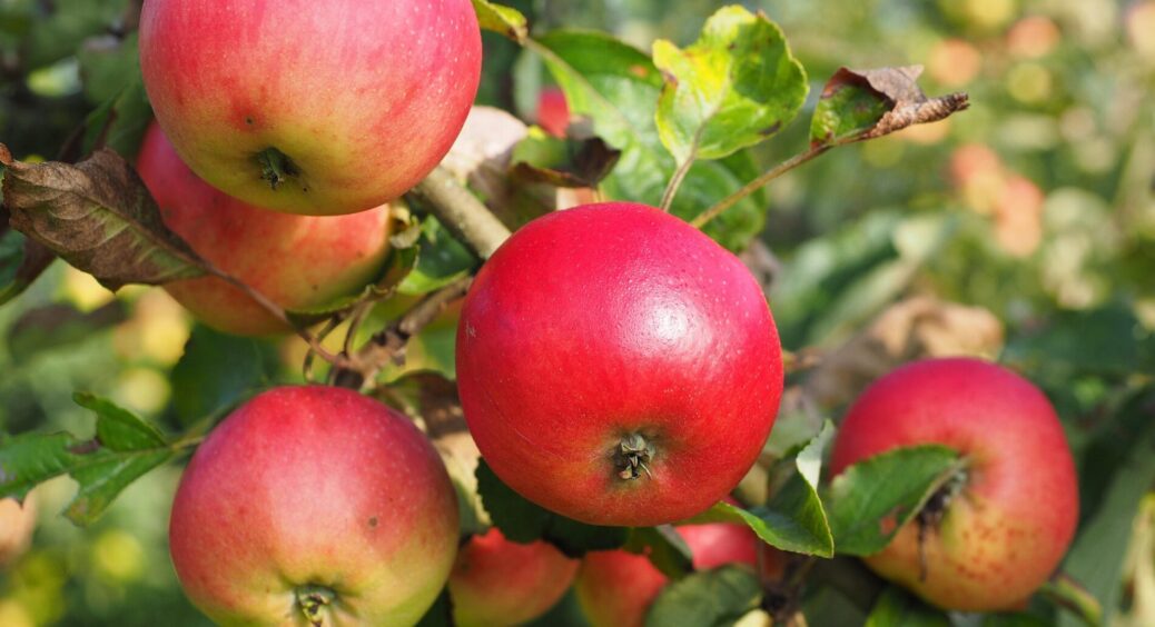 Беру пляшку з водою, вішаю на яблуню: сусіди тицяли пальцем, а зараз дивлюсь – повторюють за мною. Тю! 