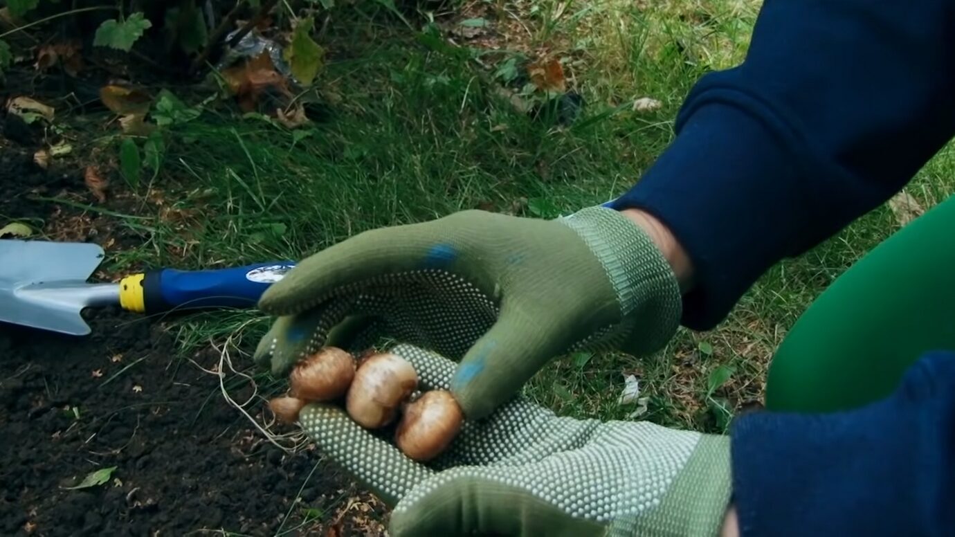 Садівники назвали ідеальні квіти для зимової посадки