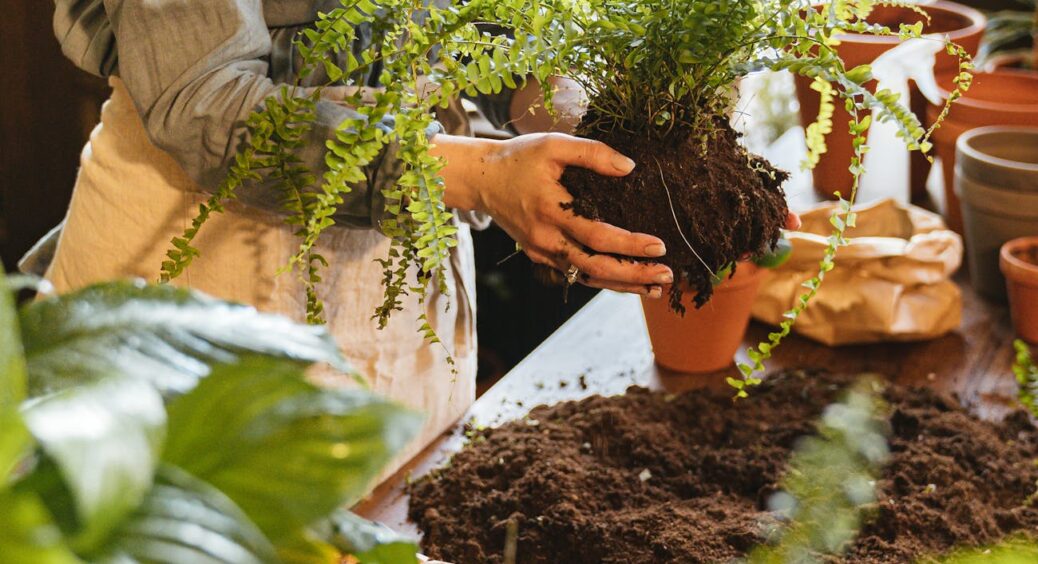 Розвожу квіти не перший рік, та іноді це ігнорувала: головні ознаки того, що пора міняти землю у горщиках 