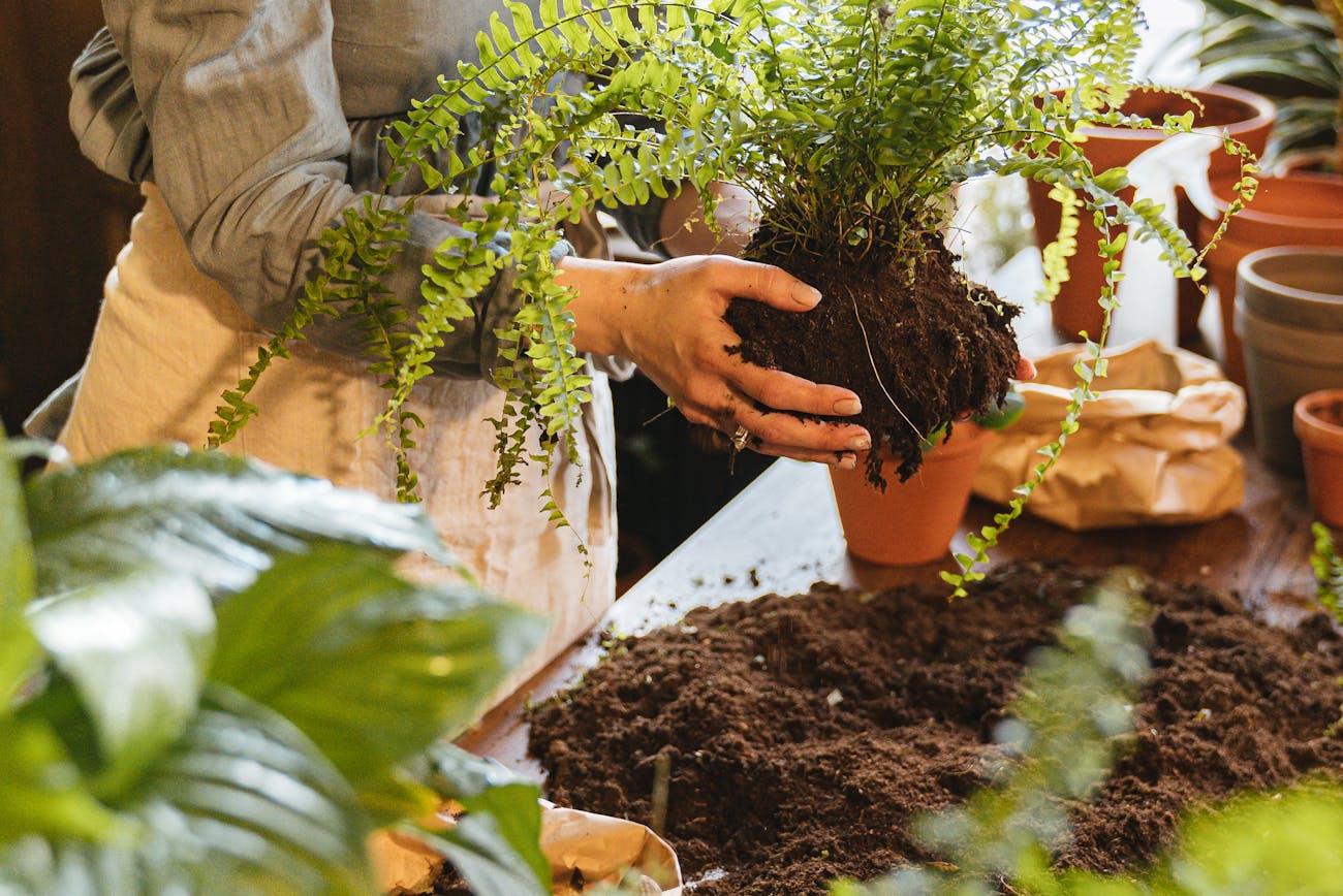 Головні ознаки того, що пора міняти землю у горщиках