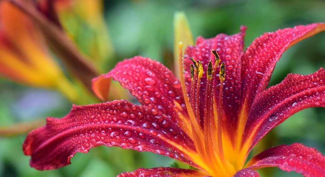 Посадила і забула: ТОП-4 квітки, навколо яких не потрібно влаштовувати “танці з бубном” – порадила сусідка 