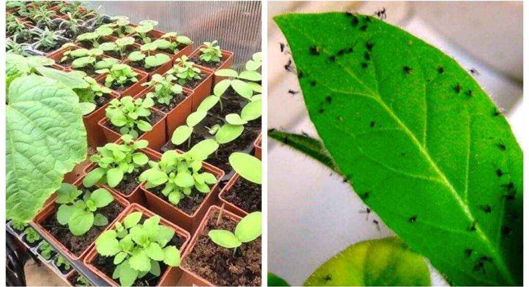 Робила наче все, як завжди, та чомусь на розсаді з’явилися мошки: кум-біолог доступно розповів про причини 