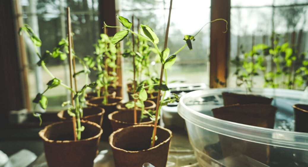 Всього 1 ложку — під будь-яку розсаду: як зробити, щоб вона не витягувалась на підвіконні до посадки у ґрунт 