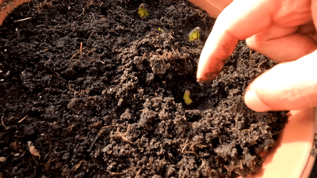 Експерти розповіли, як квіти можна посіяти в лютому