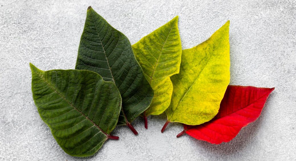 Бабуся передала свій досвід ще 27 років назад: секретні способи визначити дефіцити рослин по листю – ділюся 