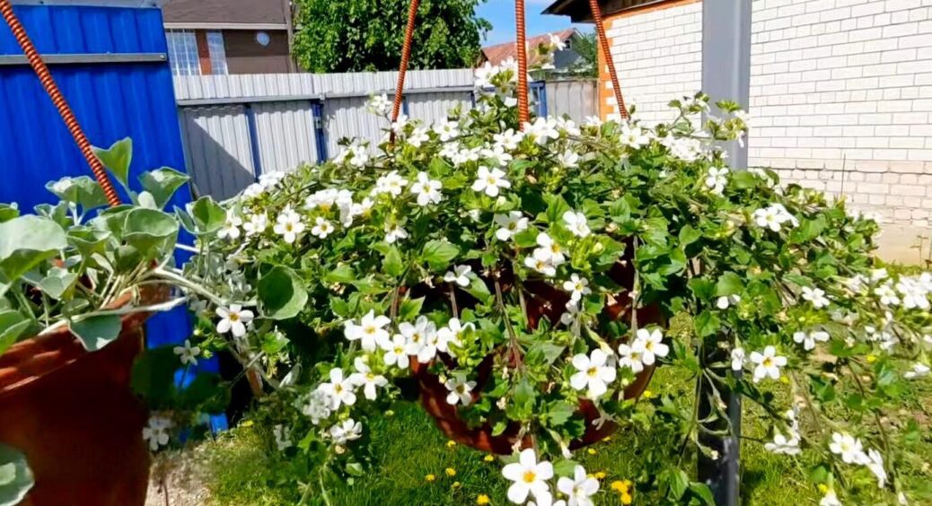 Думала, що ж посадити у підвісні горщики, і тут сусідка поділилася 5 чудовими квітами – вибір зроблено! 