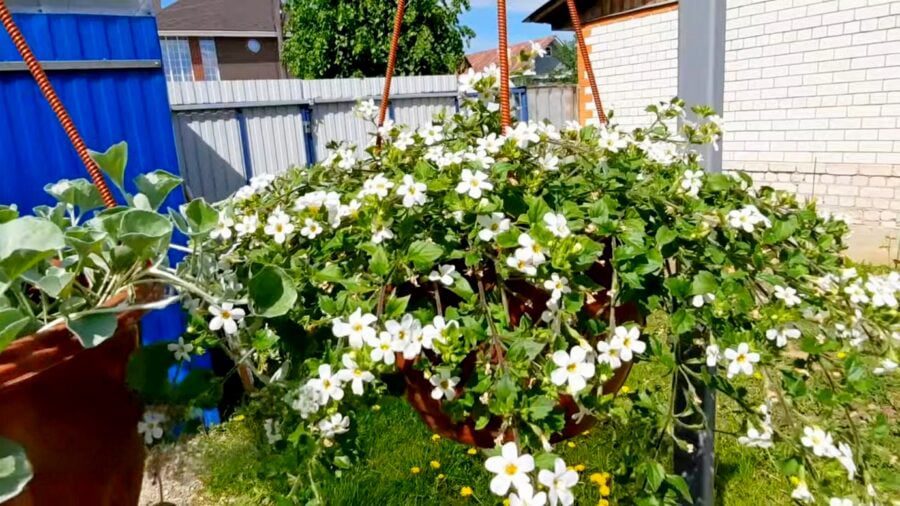 Садівники поділилися списком рослин для підвісних горщиків