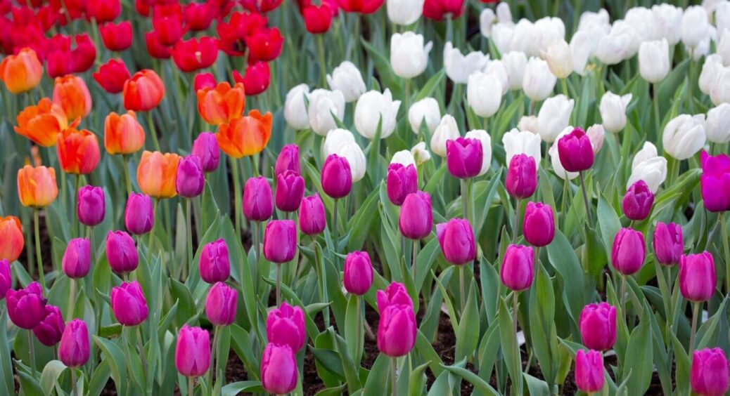 Моя 74-річна бабуся все життя вирощує тюльпани та знає, як змусити їх цвісти в перший рік після посадки 