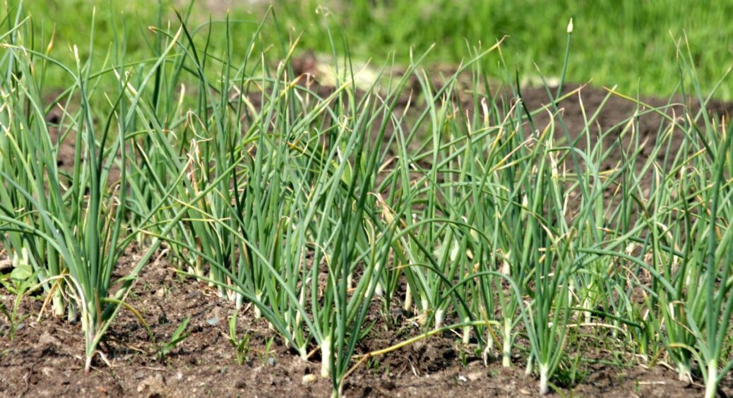 На 10 л води сиплю стакан “цього” і 40 мл “нашатирки” – часник не “хворіє” і вражає розмірами 