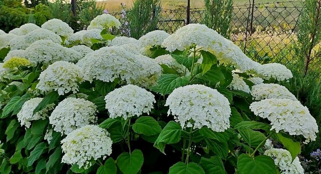 Через ці 3 помилки гортензія не квітне: почула на базарі, як теревенили 2 квітникарки, і мене аж “пройняло” 