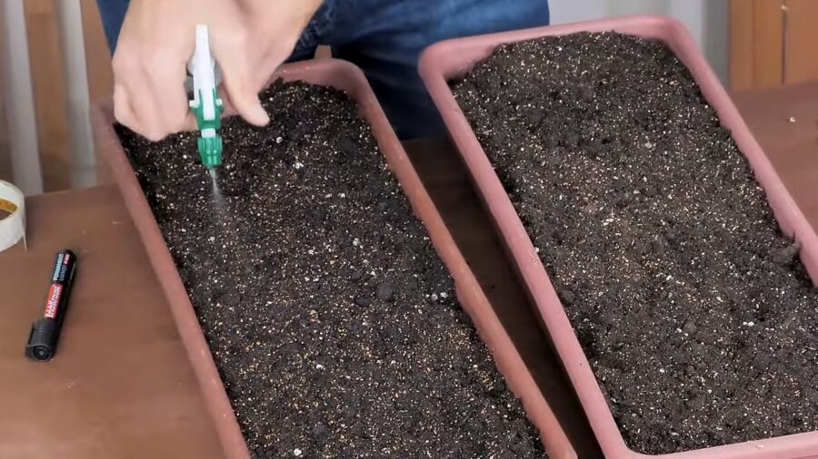 Городники розповіли, як кавова гуща впливає на ріст зелені Городники розповіли, як кавова гуща впливає на ріст зелені