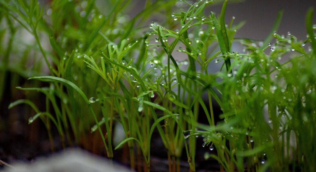 Не займаю місце на городі кропом, а вирощую його на підвіконні: 3 кроки до успішних сходів – результат “ого” 