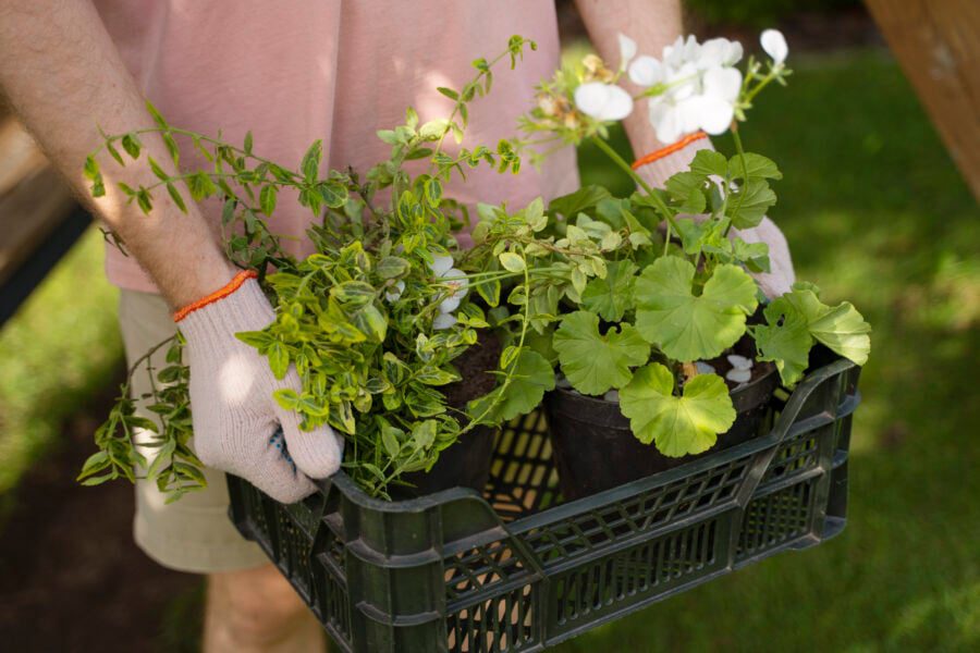 Садівники розповіли рецепт універсального добрива