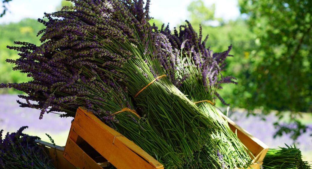 Сусідка порадила посадити 3 квітки, які відлякують ос і комарів: ростуть не просто красиво, а ще й з користю 