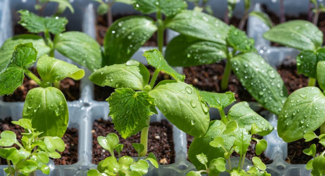 Чим ефективно підгодувати розсаду, щоб вона поперла навіть без фітолампи: лише 1 столова ложка на літр води 