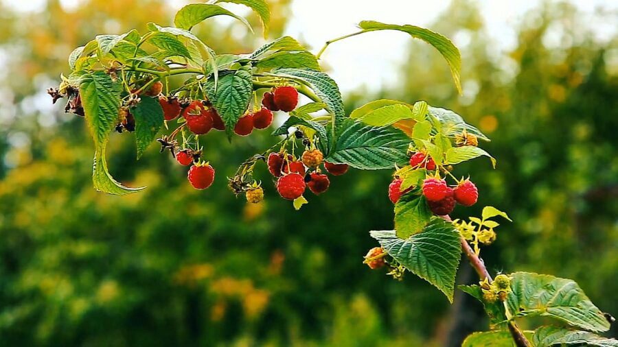 Садівники розповіли, навіщо використовують дрова під час посадки малини Садівники розповіли, навіщо використовують дрова під час посадки малини