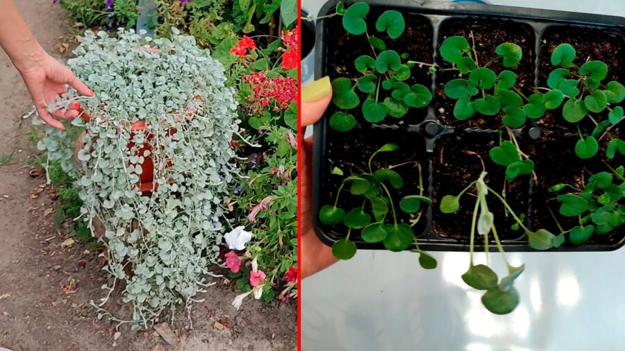 Садівники-експерти назвали квітку, яку можна посіяти у січні та насолоджуватись нею до осені