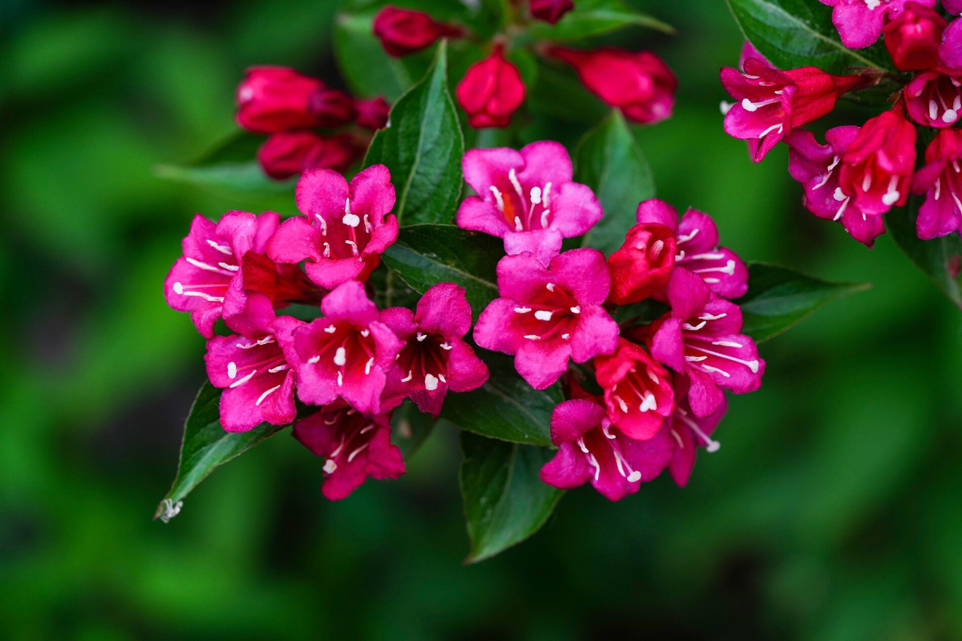 Садівники поділилися списком незвичних кущів для ділянки