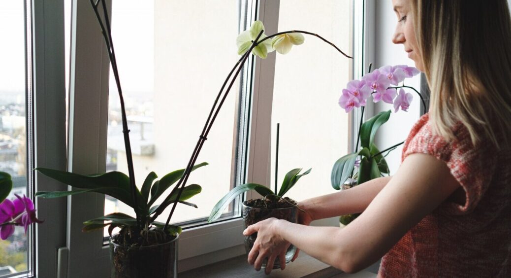 Я втомилася від примх орхідеї, але 1 полив поставив її на вірний шлях: безперервне цвітіння круглий рік 