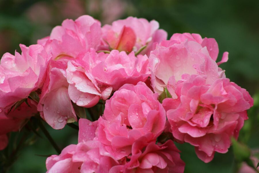 Садівники розповіли, як отримати безперервне цвітіння квітів у своєму саду з весни до кінця літа