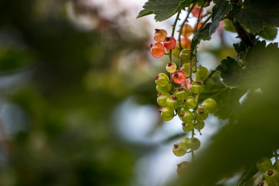 Садівники розповіли, як збільшити врожай смородини та малини на ділянці швидко та просто
