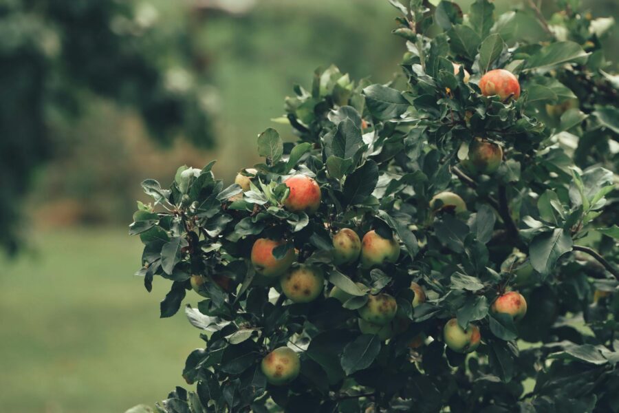 Садівники розповіли про обов'язкову обробку саду для покращення врожайності рослин і дерев