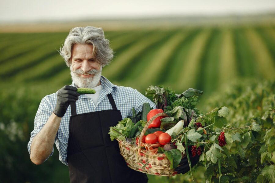 Експерти назвали найкращий сорт огірків для вирощування у відкритому ґрунті